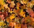 Background image with fallen autumn leaves Royalty Free Stock Photo