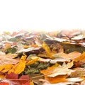 Background image with fallen autumn leaves Royalty Free Stock Photo