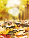 Background image with fallen autumn leaves Royalty Free Stock Photo