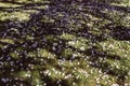 Background image of fallen blossom on the grass
