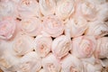 Background image of fresh light pink roses . flower texture