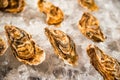 Fresh ocean oysters with slices of lemon on ice