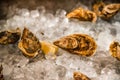 Fresh ocean oysters with slices of lemon on ice