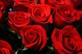 Background image of fresh red roses . flower texture Royalty Free Stock Photo