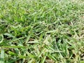 The background image is grass. Real grass football field. Take close-ups, macro shots, select a specific focus Royalty Free Stock Photo