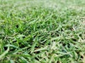 The background image is grass. Real grass football field. Take close-ups, macro shots, select a specific focus Royalty Free Stock Photo