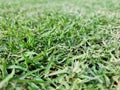 The background image is grass. Real grass football field. Take close-ups, macro shots, select a specific focus Royalty Free Stock Photo