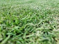 The background image is grass. Real grass football field. Take close-ups, macro shots, select a specific focus Royalty Free Stock Photo