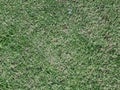 The background image is grass. Real grass football field. Take close-ups, macro shots, select a specific focus Royalty Free Stock Photo