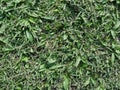 The background image is grass. Real grass football field. Take close-ups, macro shots, select a specific focus Royalty Free Stock Photo