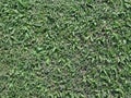 The background image is grass. Real grass football field. Take close-ups, macro shots, select a specific focus Royalty Free Stock Photo