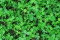 Green clover leaves in a meadow in a city Park