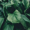 Abstract green leaf texture, nature background, tropical leaf Royalty Free Stock Photo