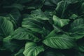 Green leaf texture, nature background Royalty Free Stock Photo