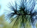 Background image of green Scotch pine twig with long green needles