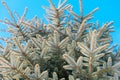 Background image of green spruce