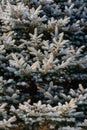 Background image of green spruce