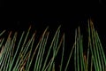 Background image of green swamp grass on a black water background Royalty Free Stock Photo