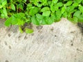 A Background image of green wer leaves and a cement concrete in the morning