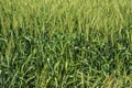 A background image of green wheat agriculture field Royalty Free Stock Photo