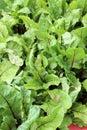 Background image of healthy lettuce plants in backyard vegetable garden