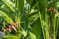 Background image of Heliconia bihai, Red palulu flower with leaf, Tropical flowers.