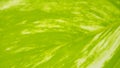 16:9 Background image, horizontal, leaf pattern, natural green.