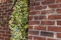Background image of ivy growing on a brick wall