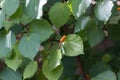 Background image of Kawakawa leaves and fruit