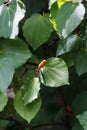 Background image of Kawakawa leaves and fruit