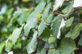 Background image of Kawakawa leaves