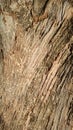 16:9 Background image: landscape, tree bark, tree bark surface, natural wood pattern. Royalty Free Stock Photo