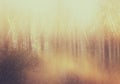 Background image of light burst among trees. image is retro filtered instagram style