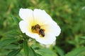 Background image Little bee grazing on a beautiful yellow flower looking for sweetness. Royalty Free Stock Photo