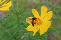 Background image A little bee grazing on a beautiful yellow flower looking for the sweetness of nature. Royalty Free Stock Photo