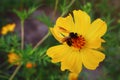 Background image A little bee grazing on a beautiful yellow flower looking for the sweetness of nature. Royalty Free Stock Photo