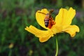 Background image A little bee grazing on a beautiful yellow flower looking for the sweetness of nature. Royalty Free Stock Photo