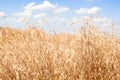 field of tall brown grass against a blue sky with small white clouds