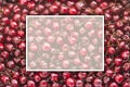 Background image of lying red ripe sweet cherries with white rectangular frame. Top view, flat lay. Copy space Royalty Free Stock Photo