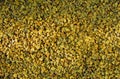 Background image of many small small pebbles of gray-yellow color