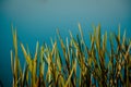 Background image of marsh grass on a blue water background Royalty Free Stock Photo