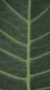 Background image and natural pattern of the plant Xanthosoma taioba also known as Elephant plant