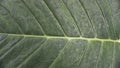 Background image and natural pattern of the plant Xanthosoma taioba also known as Elephant plant