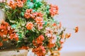 Background image of orange flower bushes planted in white pots. Empty space