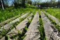 Background image. Parallel wooden boards. Grass grows between them. Top view Royalty Free Stock Photo