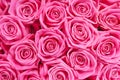 Background image of pink roses