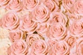 Background image of pink roses .Closeup image of beautiful flowers wall background for Valentine day Royalty Free Stock Photo