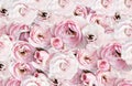 Background image of pink roses .Closeup image of beautiful flowers wall background for Valentine day Royalty Free Stock Photo