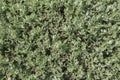 Background image of Privet Hedge green leaves. Royalty Free Stock Photo