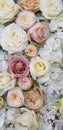 Background image of roses.  Colored fresh pastel color roses. Flat lay roses. Close up flowers. Royalty Free Stock Photo